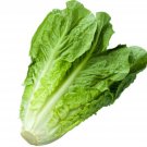 300X Seeds - Lettuce Seeds "Cos, Paris Island" Vegetable Seeds - Garden Vegetable Seeds