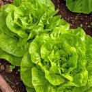 300X Seeds - Lettuce Seeds "Buttercrunch" Vegetable Seeds - Garden Vegetable Seeds