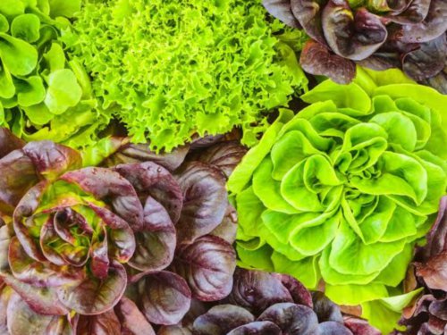 400X Seeds - Lettuce Seeds "Mixed" Vegetable Seeds - Garden Vegetable Seeds