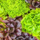 400X Seeds - Lettuce Seeds "Mixed" Vegetable Seeds - Garden Vegetable Seeds