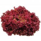 200X Seeds - Lettuce Seeds LOLLA ROSSA Vegetable Seeds - Garden Vegetable Seeds
