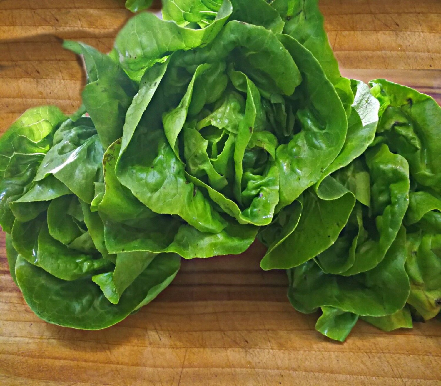200X Seeds - LETTUCE MINI COS LITTLE GEM Vegetable Seeds - Garden Vegetable Seeds