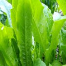 200X Seeds - Asian Lettuce All Seasons Lettuce YU MAI TSAI Vegetable Seeds - Garden Vegetable Seeds