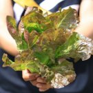 200X Seeds - Lettuce Mignonette Brown Vegetable Seeds - Garden Vegetable Seeds