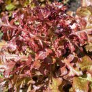 115X Seeds - Lettuce Salad Bowl Red Vegetable Seeds - Garden Vegetable Seeds
