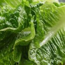 100X Seeds - LETTUCE PARRIS ISLAND COS Vegetable Seeds - Garden Vegetable Seeds