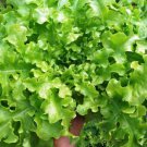 200X Seeds - LETTUCE Salad Bowl Green Vegetable Seeds - Garden Vegetable Seeds