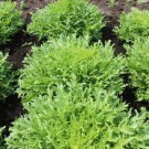 50X Seeds - Endive Lettuce (olesh) Vegetable Seeds - Garden Vegetable Seeds