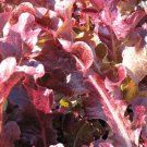 300X Seeds - Lettuce OAKLEAF RED Vegetable Seeds - Garden Vegetable Seeds