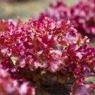 350X Seeds - LETTUCE Selway Red Vegetable Seeds - Garden Vegetable Seeds