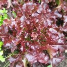 450X Seeds - LETTUCE Salad Bowl Red Vegetable Seeds - Garden Vegetable Seeds