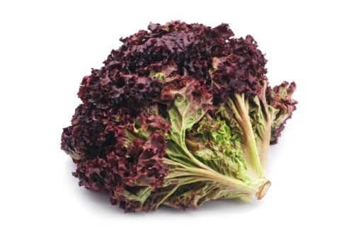 450X Seeds - LETTUCE Ruby Red Vegetable Seeds - Garden Vegetable Seeds