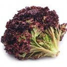 450X Seeds - LETTUCE Ruby Red Vegetable Seeds - Garden Vegetable Seeds