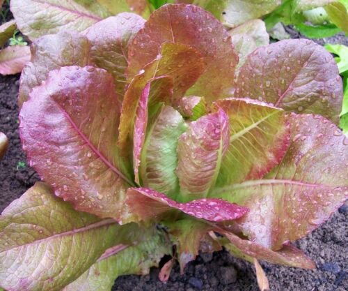 100X Seeds - Red Cos Lettuce (Rouge d'hiver) Vegetable Seeds - Garden Vegetable Seeds