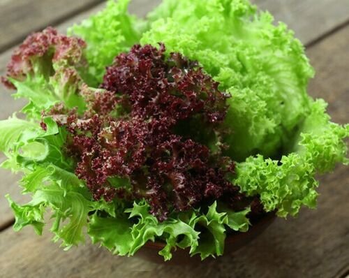 100X Seeds - Lettuce Corral Mix Vegetable Seeds - Garden Vegetable Seeds