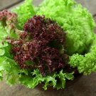 100X Seeds - Lettuce Corral Mix Vegetable Seeds - Garden Vegetable Seeds