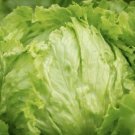 180X Seeds - LETTUCE Seeds 'Great Lakes' (lactuca sativa) Vegetable Seeds - Garden Vegetable Seeds