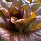 200X Seeds - LETTUCE RED ROMAINE Vegetable Seeds - Garden Vegetable Seeds