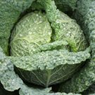 150X Seeds - Cabbage Vertus (savoy) Vegetable Seeds - Garden Vegetable Seeds