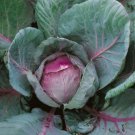 150X Seeds - CABBAGE Red Express Vegetable Seeds - Garden Vegetable Seeds