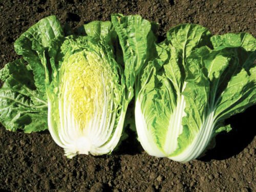 100X Seeds - CABBAGE 'Wong Bok' Vegetable Seeds - Garden Vegetable Seeds