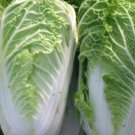 200X Seeds - Cabbage Seeds "Chinese Wombok" Vegetable Seeds - Garden Vegetable Seeds