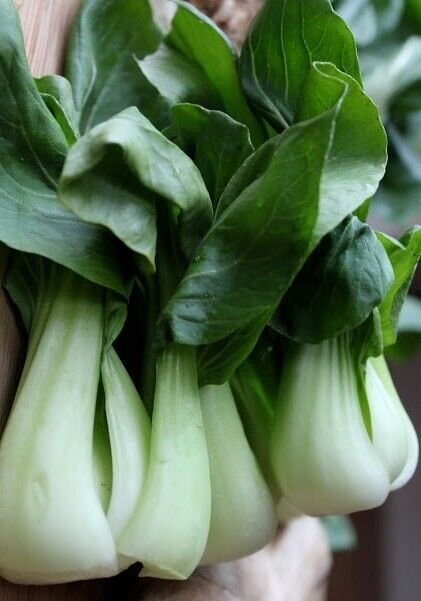 120X Seeds - CABBAGE Bok Choi (baby choy) Vegetable Seeds - Garden Vegetable Seeds