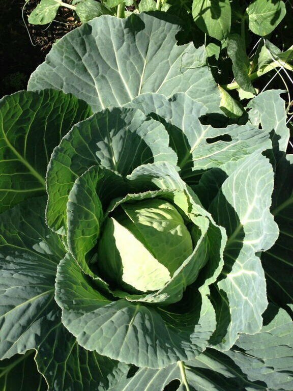 90X Seeds - Cabbage Golden Acre Vegetable Seeds - Garden Vegetable Seeds