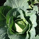 90X Seeds - Cabbage Golden Acre Vegetable Seeds - Garden Vegetable Seeds