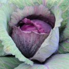 90X Seeds - Cabbage Red Acre Vegetable Seeds - Garden Vegetable Seeds