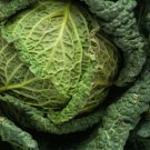 100X Seeds - Cabbage Savoy Green Vertus Vegetable Seeds - Garden Vegetable Seeds