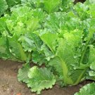 120X Seeds - Cabbage Chinese Michihili Vegetable Seeds - Garden Vegetable Seeds