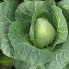 100X Seeds - Cabbage Sugarloaf Vegetable Seeds - Garden Vegetable Seeds