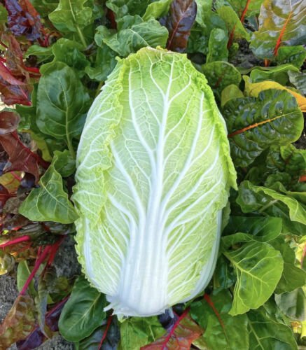 100X Seeds - Chinese Cabbage Vegetable Seeds - Garden Vegetable Seeds
