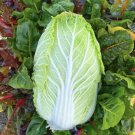 100X Seeds - Chinese Cabbage Vegetable Seeds - Garden Vegetable Seeds