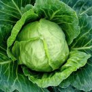 95X Seeds - Cabbage Early Jersey Wakefield Vegetable Seeds - Garden Vegetable Seeds