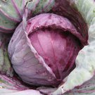 100X Seeds - Cabbage Red Acre (Brassica oleracea) Vegetable Seeds - Garden Vegetable Seeds