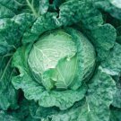 10X Seeds - CABBAGE SAVOY KING Vegetable Seeds - Garden Vegetable Seeds