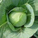 30X Seeds - Cabbage Seed Autumn Winter Vegetable Seeds - Garden Vegetable Seeds
