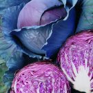 10X Seeds - CABBAGE RED RUBBY BALL Red Cabbage Vegetable Seeds - Garden Vegetable Seeds