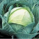 30X Seeds - CABBAGE PRIMO SEEDS Winter Cabbage Vegetable Seeds - Garden Vegetable Seeds