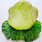200X Seeds - Cabbage Late Flat Dutch Vegetable Seeds - Garden Vegetable Seeds