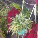 Live Plant - Spider Plant (Chlorophytum Comosum) Flower - Home Garden Plant EBER