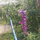 Live Plant - Salvia Leucantha MEXICAN VELVET BUSH SAGE Flower - Home Garden Plant EBER