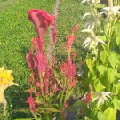 200 Seeds Plant - Red Cockscomb Celosia cristata Flower - Home Garden Plant EBER