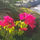 Live Plant - Bougainvillea (Barbara Karst) Red Flower - Home Garden Plant EBER