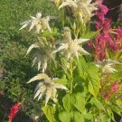10 Seeds Plant - Celosia Celway White Flower - Home Garden Plant EBER