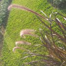 50 Seeds Plant - PURPLE FOUNTAIN GRASS SEEDS - Home Garden Plant EBER