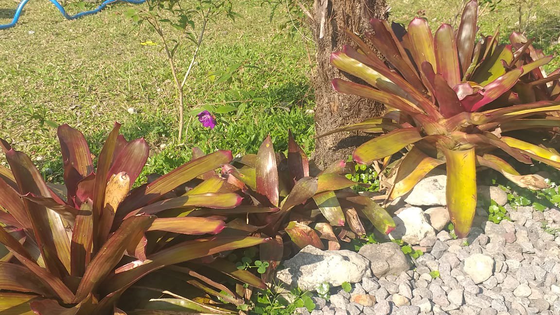 Live Plant - Bromeliad Neoregelia Super Fireball Flower - Home Garden Plant EBER