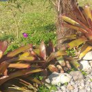 Live Plant - Bromeliad Neoregelia Super Fireball Flower - Home Garden Plant EBER